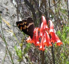 Aeropetes tulbaghia