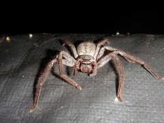 Isopedella conspersa