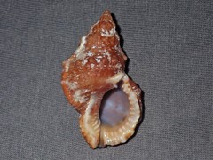 Dulcerana granularis