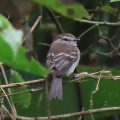 Myiophobus crypterythrus