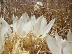 Gethyllis campanulata
