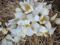 Gethyllis campanulata