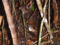 Melomys capensis