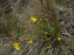 Sisyrinchium jamesonii