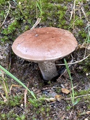 Tylopilus variobrunneus