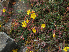 Oxalis spiralis