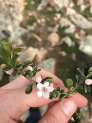 Philotheca verrucosa