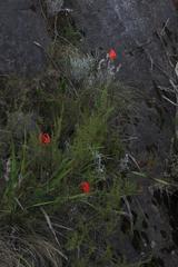 Cyrtanthus angustifolius