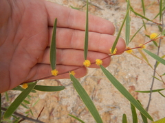 Acacia multisiliqua