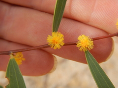 Acacia multisiliqua