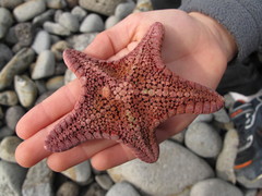 Diplodontias miliaris