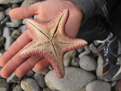 Diplodontias miliaris