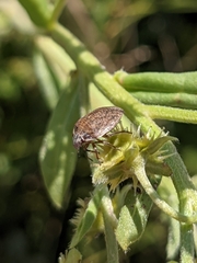 Homaemus aeneifrons
