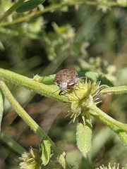 Homaemus aeneifrons