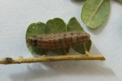 Harmologa amplexana
