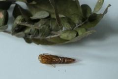 Harmologa amplexana