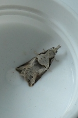 Harmologa amplexana