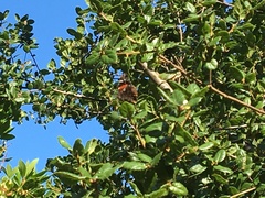Vanessa atalanta