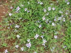 Barleria meyeriana