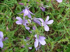 Barleria meyeriana