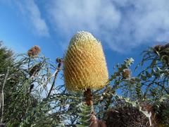 Banksia elderiana