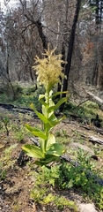 Veratrum insolitum