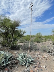 Agave cerulata