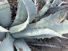 Agave cerulata