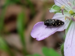 Acmaeodera tubulus