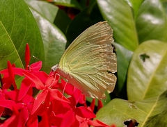 Aphrissa statira statira