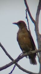 Turdus grayi