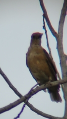Turdus grayi