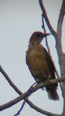 Turdus grayi