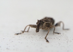 Stephanorhynchus curvipes