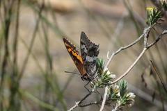 Charaxes pelias