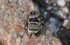 Maratus volans
