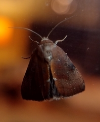 Galgula