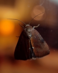 Galgula