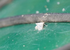 Parapoynx badiusalis