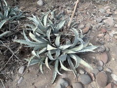 Agave cerulata