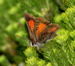 Capys alphaeus alphaeus