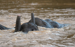 Elephas maximus borneensis