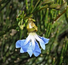 Lechenaultia heteromera