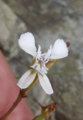 Disa sagittalis