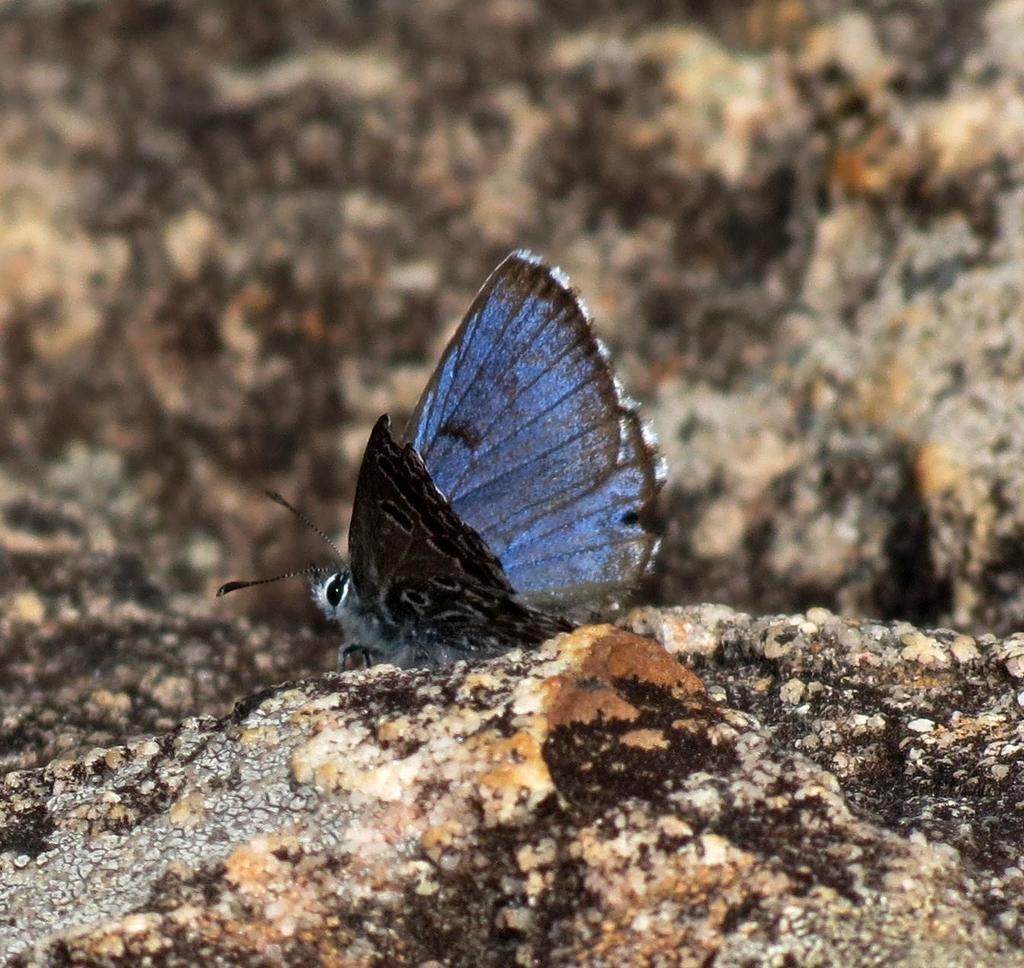 Brauer's Blue