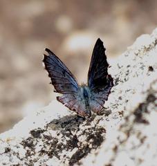 Lepidochrysops braueri