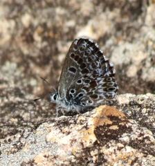 Lepidochrysops braueri