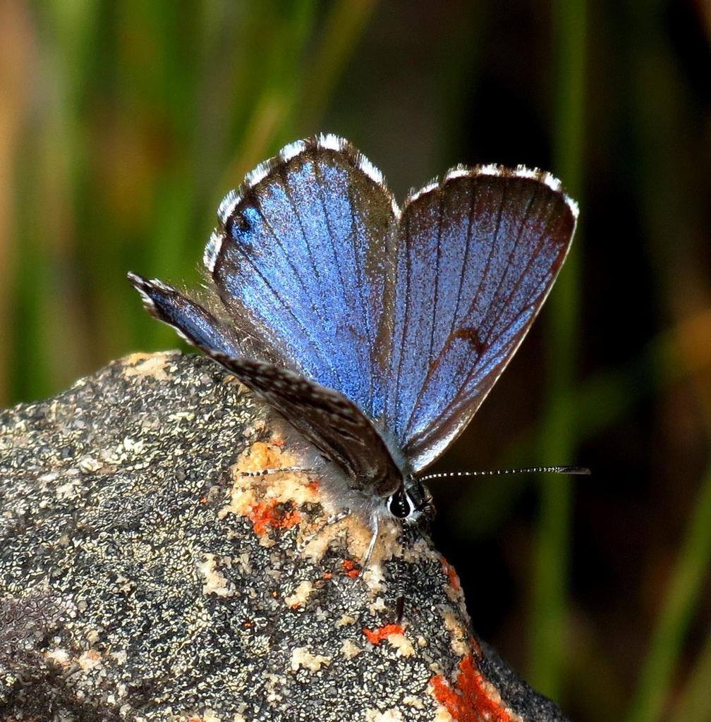 Swartberg Blue