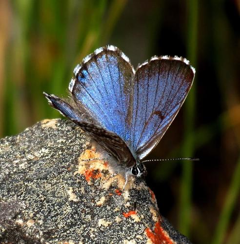 Swartberg Blue