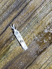 Microcrambus minor
